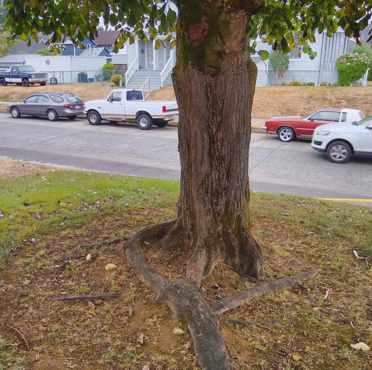 The Scholar Tree - the root structure forms two natural seats, which is where I typically see our young scholars relaxing. (2862x2846 1.5MB)